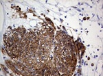 ANO1 Antibody in Immunohistochemistry (Paraffin) (IHC (P))
