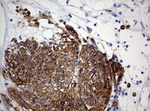 ANO1 Antibody in Immunohistochemistry (Paraffin) (IHC (P))