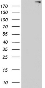 ANO1 Antibody in Western Blot (WB)