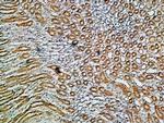 Alpha 1 Na+/K+ ATPase Polyclonal Antibody