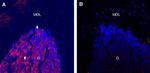Alpha 1 Na+/K+ ATPase Antibody in Immunohistochemistry (Frozen) (IHC (F))