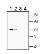 Alpha 1 Na+/K+ ATPase Antibody in Western Blot (WB)