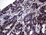ANP32C Antibody in Immunohistochemistry (Paraffin) (IHC (P))