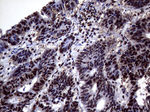ANP32C Antibody in Immunohistochemistry (Paraffin) (IHC (P))