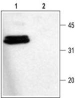 Syntaxin 1 Polyclonal Antibody