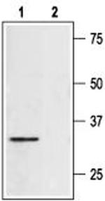 Syntaxin 4 Antibody in Western Blot (WB)