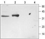 Syntaxin 3 Polyclonal Antibody