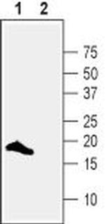 VAMP-2 Polyclonal Antibody