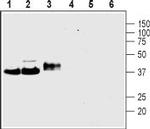 Synaptophysin Antibody in Western Blot (WB)