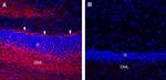 GAP43 Antibody in Immunohistochemistry (Frozen) (IHC (F))
