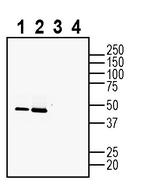 GAP43 Antibody in Western Blot (WB)
