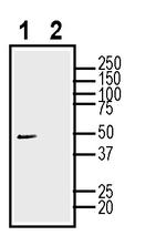 GAP43 Antibody in Western Blot (WB)