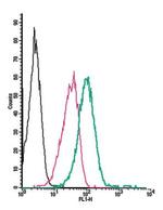 NPY1R (extracellular) Polyclonal Antibody, FITC