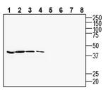 Neuropeptide S Receptor (extracellular) Antibody in Western Blot (WB)