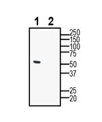 Neuropeptide S Receptor (extracellular) Antibody in Western Blot (WB)