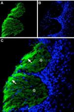 CD56/NCAM1 (extracellular) Antibody in Immunohistochemistry (Frozen) (IHC (F))
