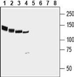 NrCAM (extracellular) Polyclonal Antibody