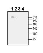 DSCAM (extracellular) Antibody in Western Blot (WB)