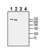 DSCAM (extracellular) Antibody in Western Blot (WB)