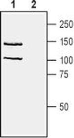 Neuropilin-1 (NRP1) (extracellular) Antibody in Western Blot (WB)