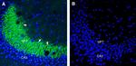 NPBWR1 Antibody in Immunohistochemistry (Frozen) (IHC (F))