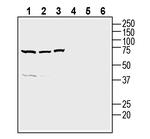 NPBWR1 Antibody in Western Blot (WB)