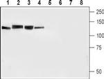 N-Cadherin Antibody in Western Blot (WB)