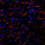 N-Cadherin Antibody in Immunohistochemistry (Frozen) (IHC (F))