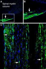 Periaxin Polyclonal Antibody