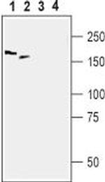 Periaxin Antibody in Western Blot (WB)