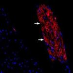Periaxin Polyclonal Antibody