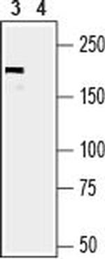 Periaxin Antibody in Western Blot (WB)