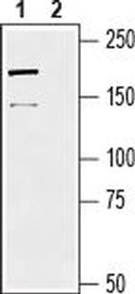 Periaxin Antibody in Western Blot (WB)