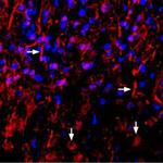 NRG1 (Neuregulin-1) (extracellular) Polyclonal Antibody