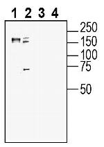 SORCS2 (extracellular) Antibody in Western Blot (WB)