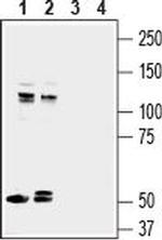 ASTN1 (extracellular) Antibody in Western Blot (WB)