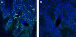 ADAM23 (extracellular) Antibody in Immunohistochemistry (Frozen) (IHC (F))