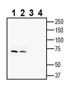 ADAM23 (extracellular) Antibody in Western Blot (WB)