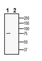 ADAM23 (extracellular) Antibody in Western Blot (WB)