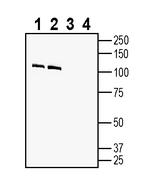 Contactin-2/CNTN2 (extracellular) Antibody in Western Blot (WB)