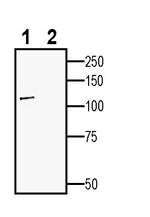 Contactin-2/CNTN2 (extracellular) Antibody in Western Blot (WB)