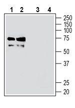 TMEM119 (extracellular) Polyclonal Antibody