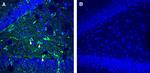 TMEM106B (extracellular) Antibody in Immunohistochemistry (Frozen) (IHC (F))