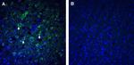 TMEM106B (extracellular) Antibody in Immunohistochemistry (Frozen) (IHC (F))