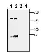 Robo3 (extracellular) Antibody in Western Blot (WB)