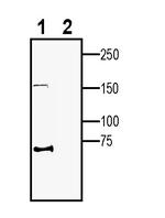 Robo3 (extracellular) Antibody in Western Blot (WB)