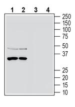 Tetraspanin-3 (extracellular) Antibody in Western Blot (WB)