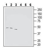 Tetraspanin-3 (extracellular) Antibody in Western Blot (WB)