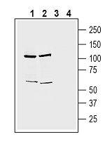 Tetraspanin 7 (extracellular) Antibody in Western Blot (WB)