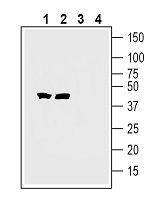 Tetraspanin 7 (extracellular) Antibody in Western Blot (WB)